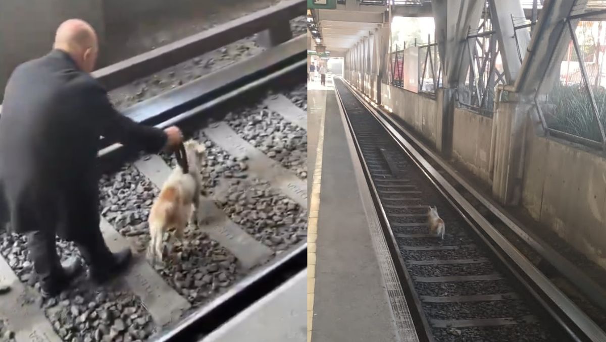 Personal del Metro trasladó al can al Centro de Transferencia Canina. | Especial