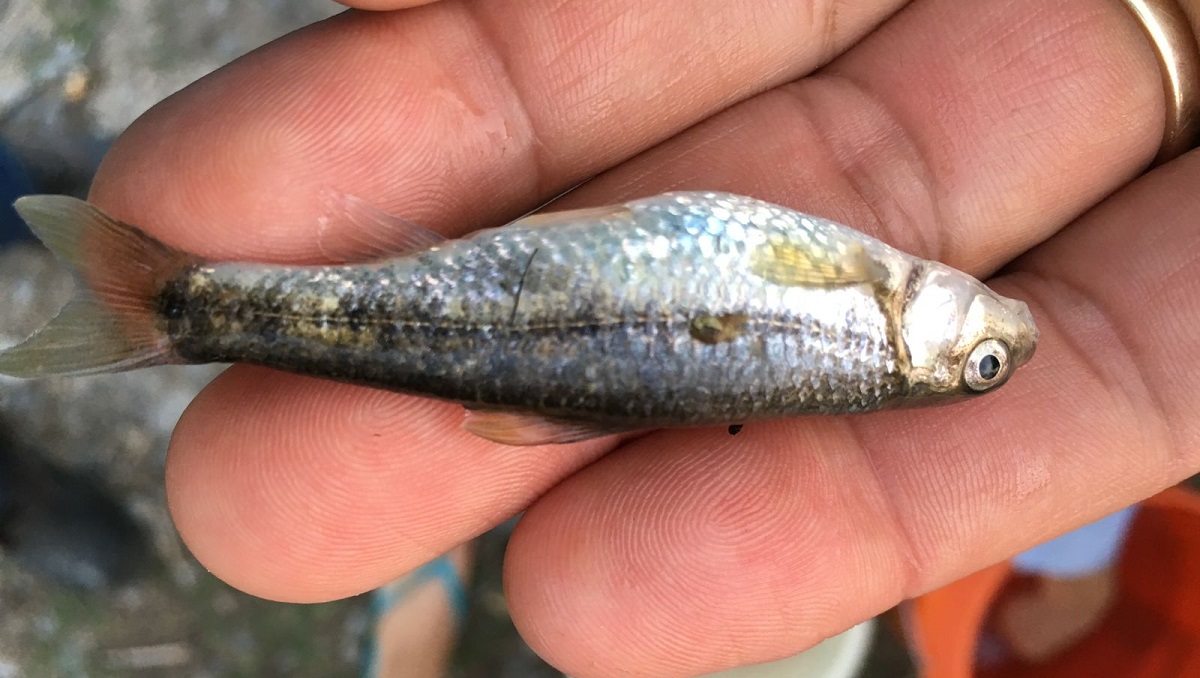 Se trabaja con pescadores realizando estudios que permite a los investigadores brindar información para tener pesca sustentable. (cortesía)