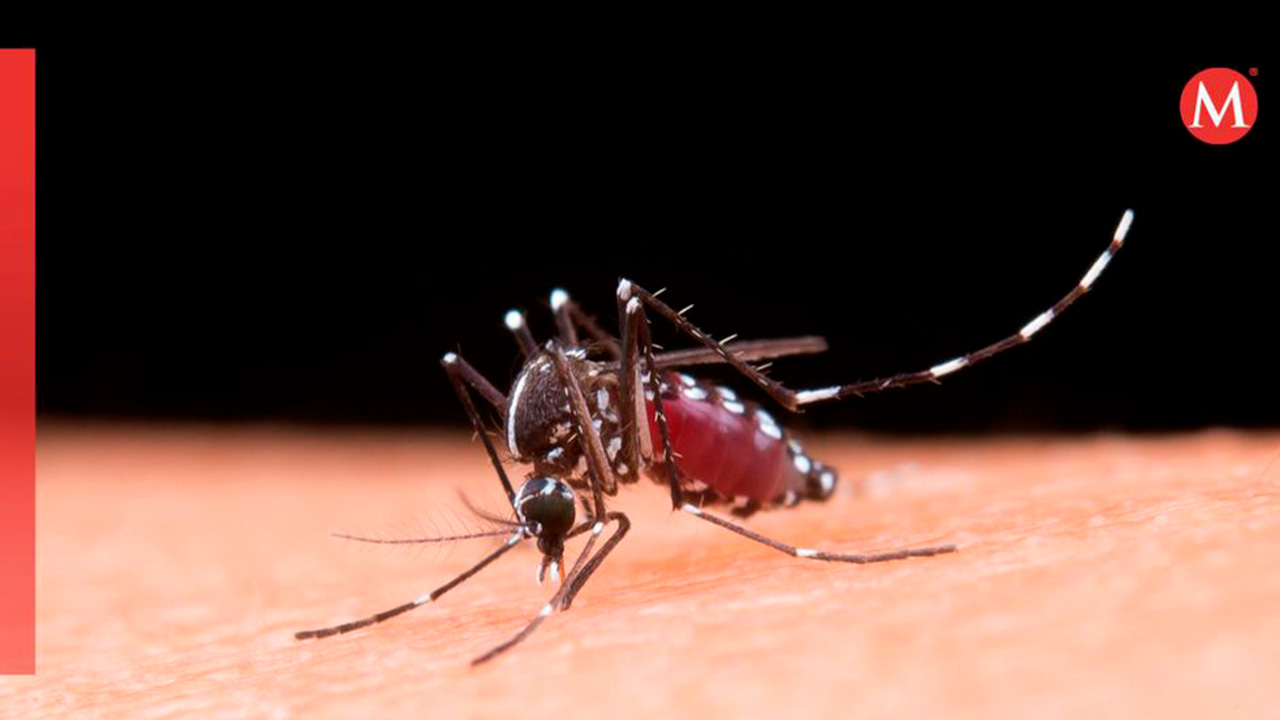 En Nuevo León, Comité Nacional confirma 12 muertes por dengue