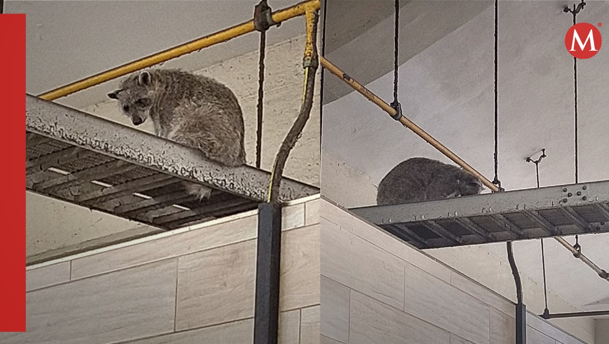 Plaga de mapaches en el mercado municipal de Tampico. (Cortesía)