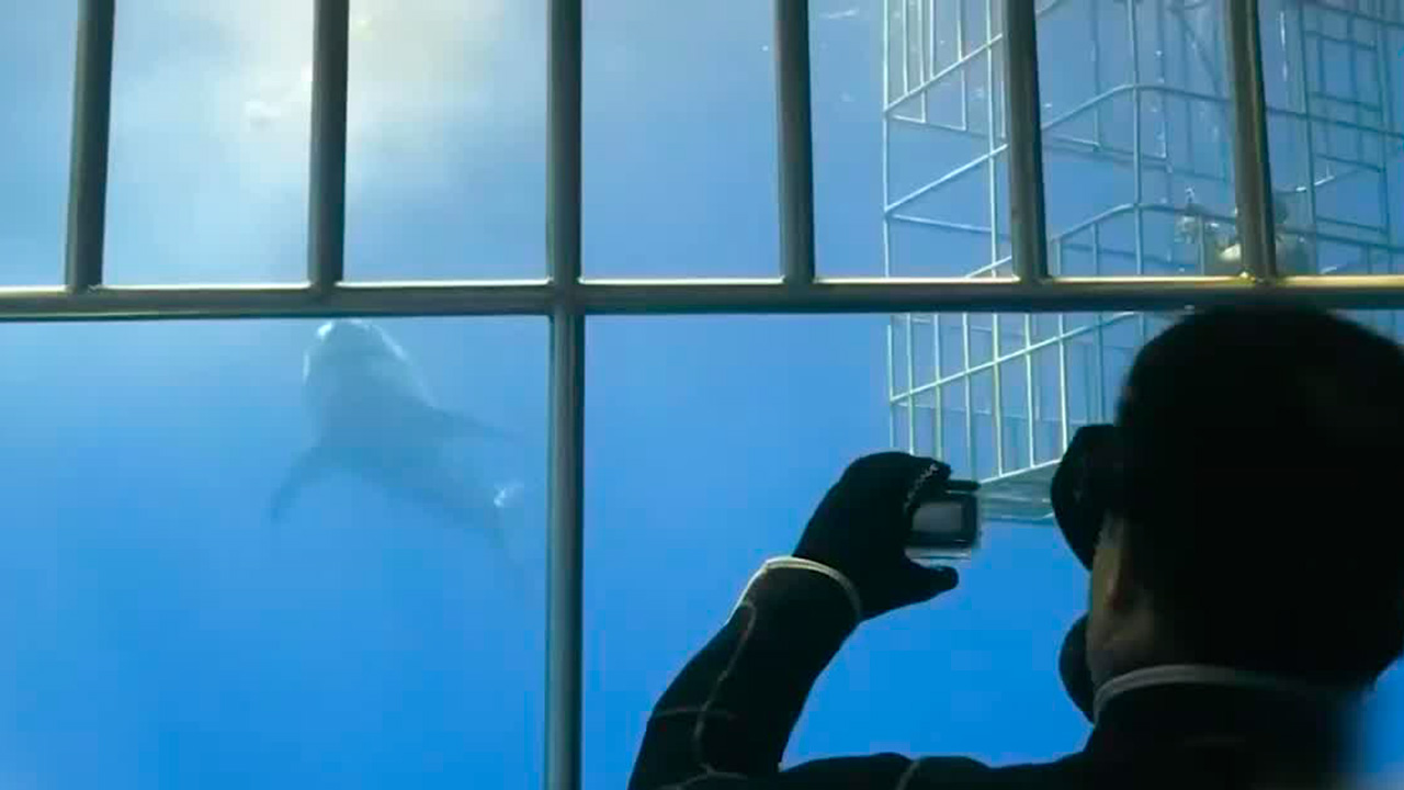 Comunidad de pescadores coexiste con el tiburón blanco en la Isla Guadalupe | Milenio Hábitat