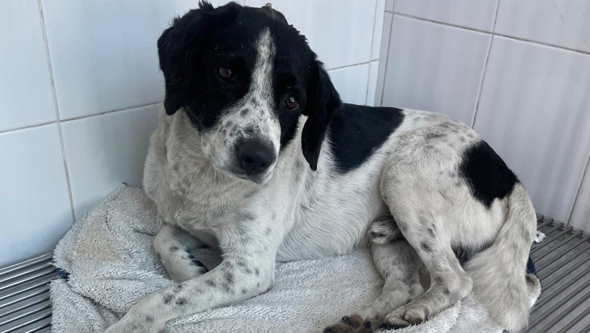 Crueldad animal en Zitácuaro: el caso de "Huesitos" conmueve y moviliza a activistas | Especial