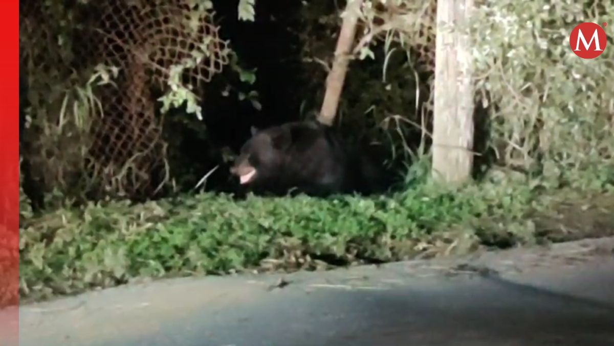 El oso se encontraba en un parque de la colonia | Especial