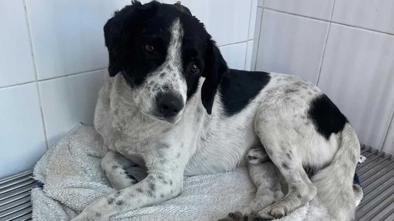 Exigen justicia para 'Huesitos', un perrito atacado con un machete en Zitácuaro, Michoacán