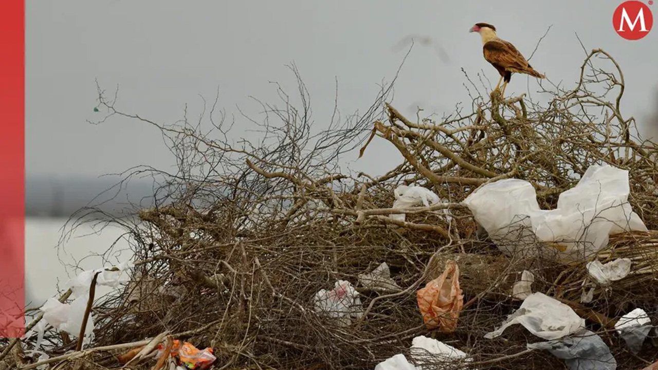 Microesferas en cosméticos entre los 10 plásticos más contaminantes en México | Milenio Hábitat
