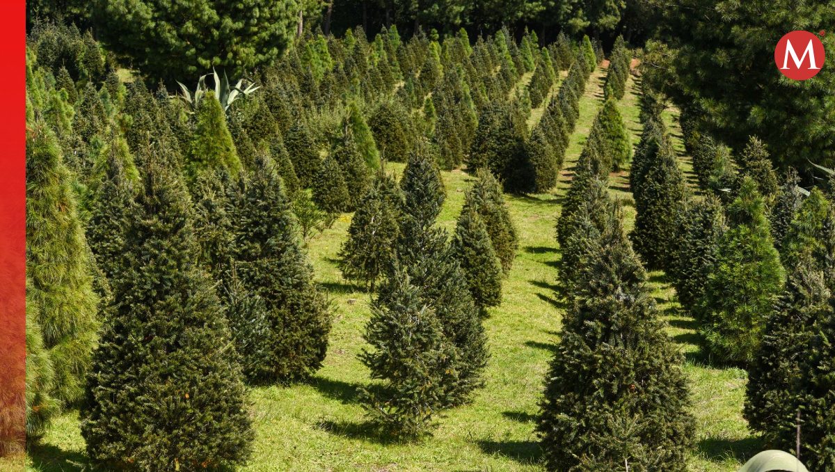 El árbol de Navidad es un elemento central de la celebración y se puede conseguir en un bosque de Amecameca. | Cuartoscuro