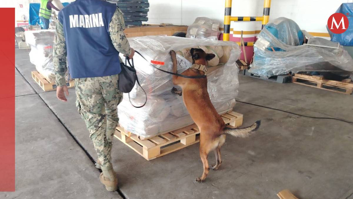 Binomios caninos apoyaron en la detección de los narcóticos (Semar)
