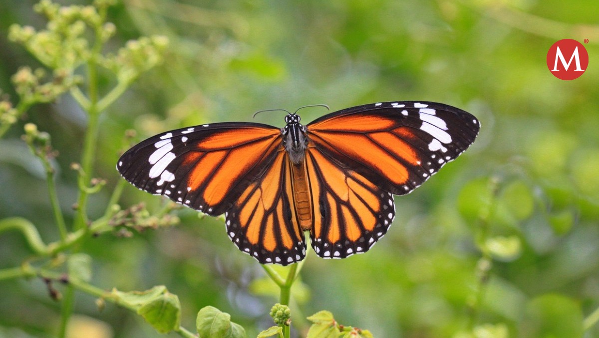 Mariposa monarca