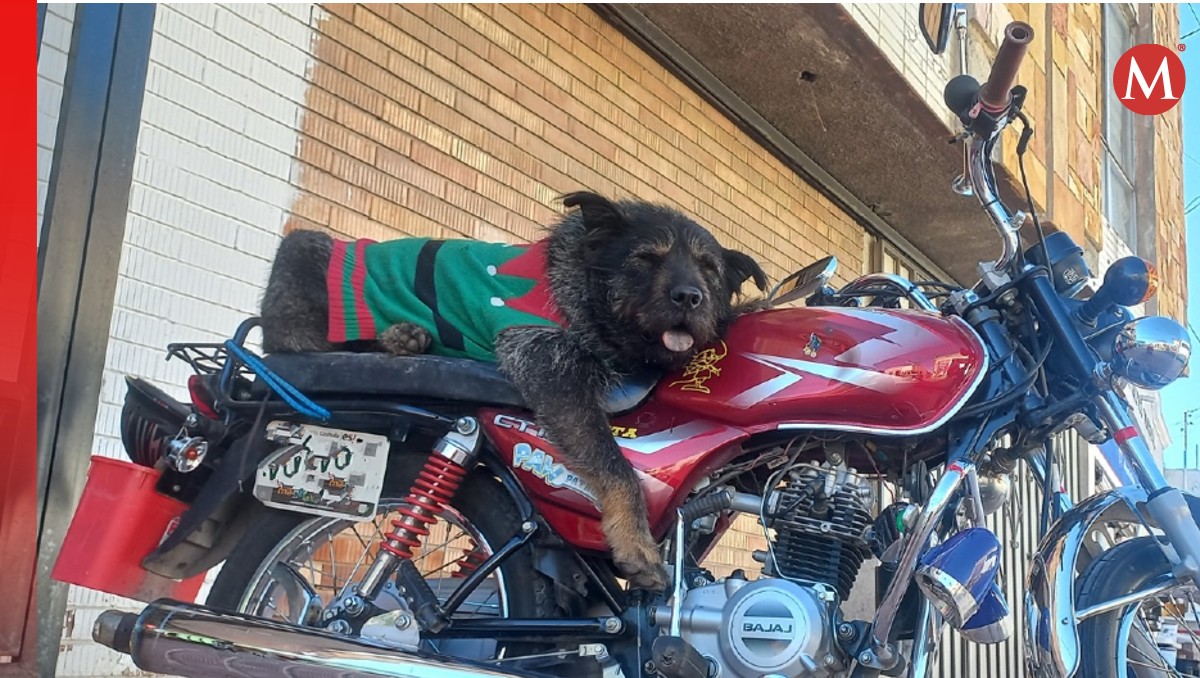 El perrito Oso González se hizo viral en redes sociales (Especial)