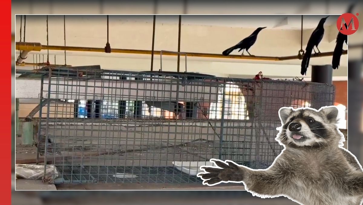 Los comerciantes del mercado señalan que siguen viendo a los mapaches en las mañanas cuando llegan. (Jesús García)