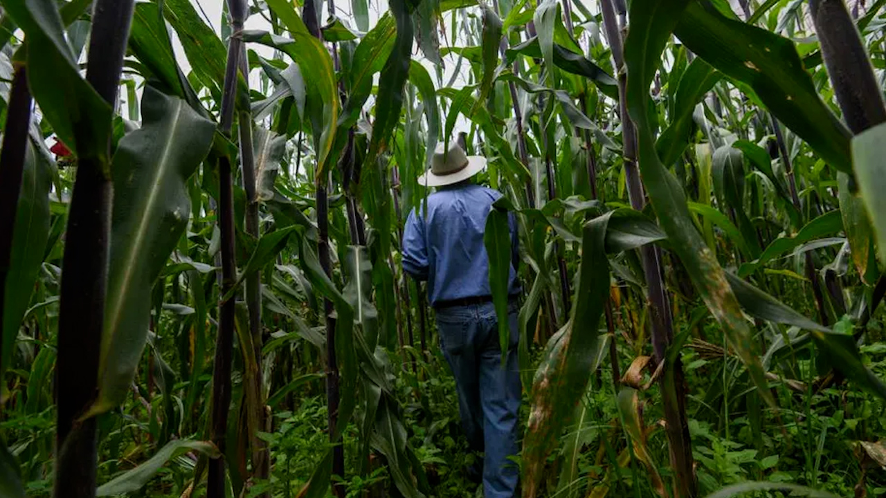 Maíz transgénico podría resolverse hasta fines de 2025, señala experto