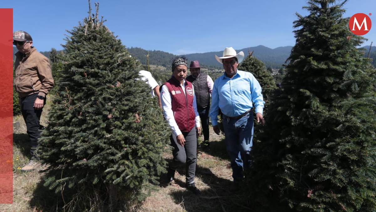 En el Estado de México hay 637 plantaciones de árboles de navidad legalmente registradas. Foto: Tania Contreras