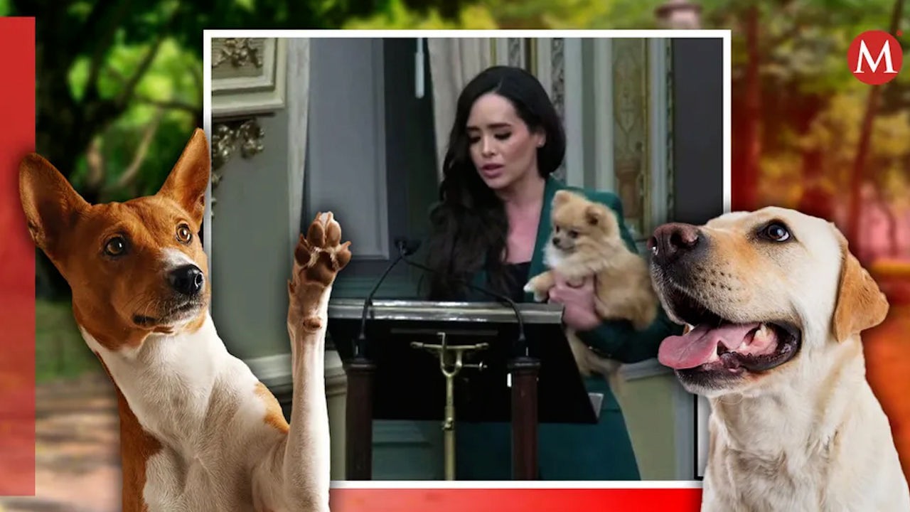 En Puebla, presentan iniciativa para garantizar el bienestar de las mascotas durante el divorcio