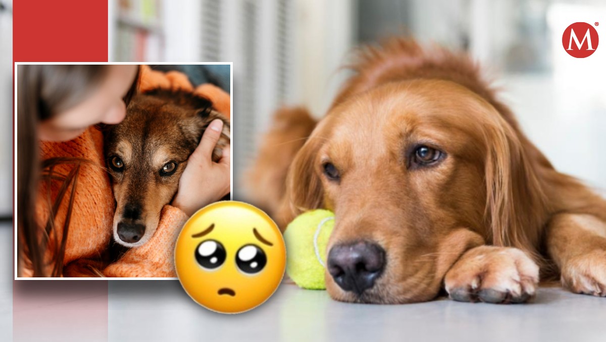 Ansiedad y depresión en mascotas: aprende a identificar sus síntomas