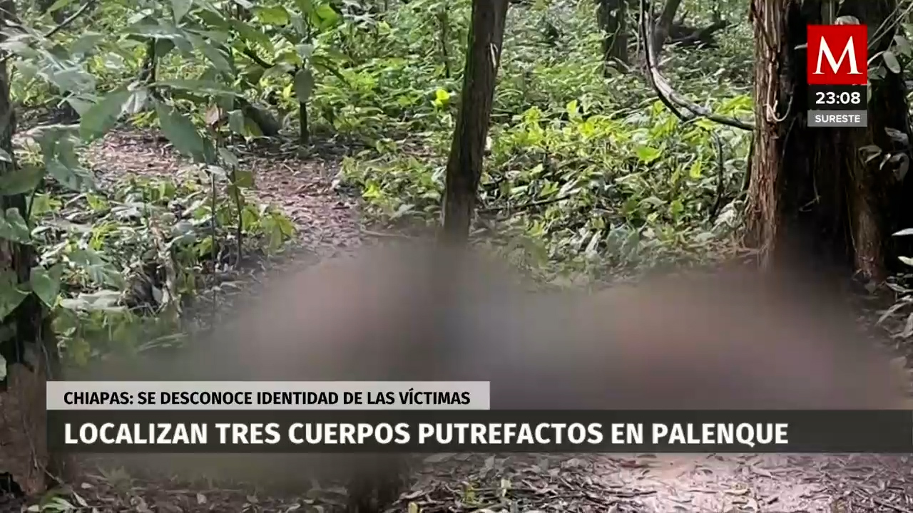 Hallan tres cuerpos en descomposición cerca del río Chacamax en Palenque