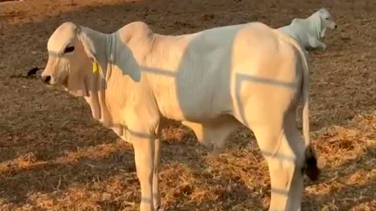 Realizan pago a ganaderos que perdieron sus animales durante el Huracán 'John'