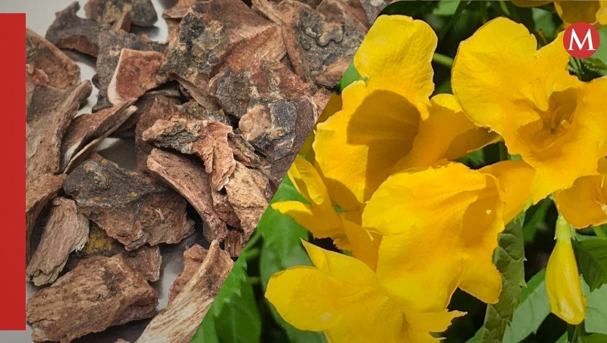 Remedios naturales para la gastritis | Especial