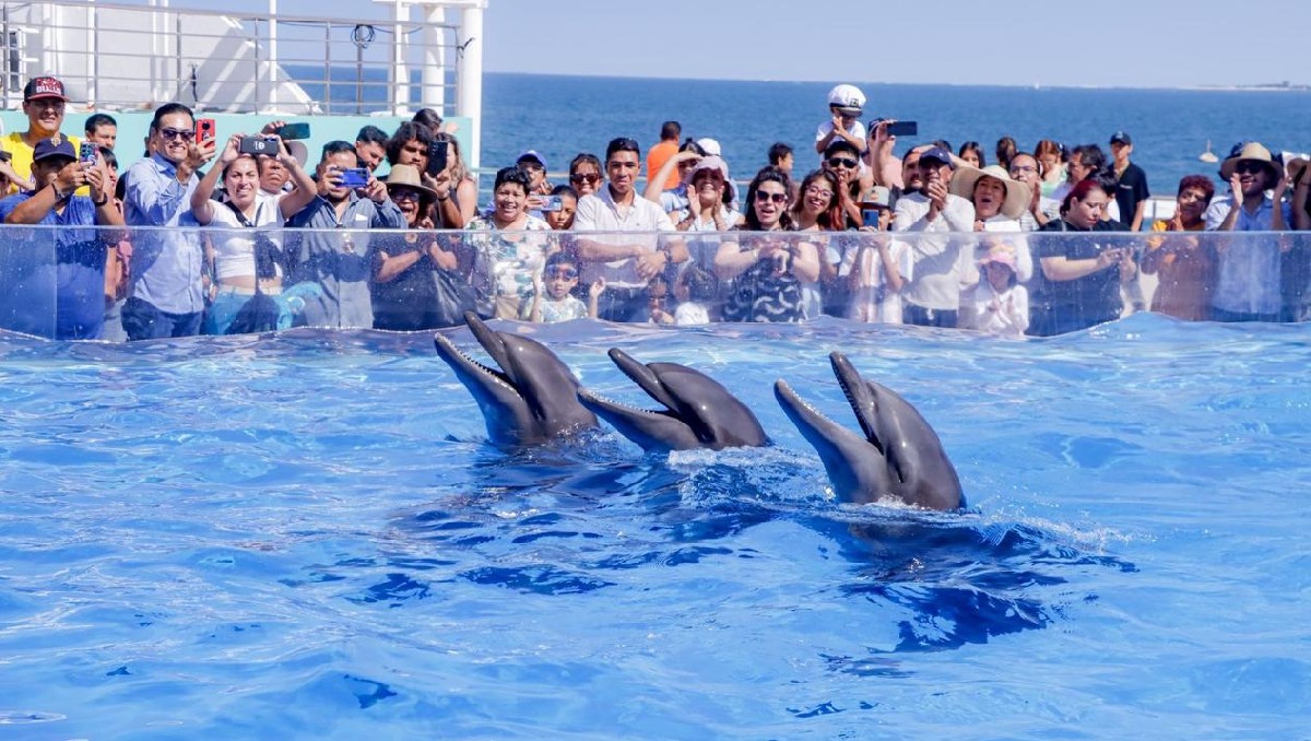 Mamíferos marinos y lobos marinos realizaron trucos y exhibiciones para el deleite del público. | Especial