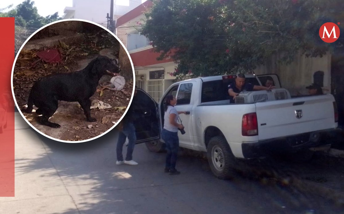 Rescatan perros en Ciudad Victoria tras cateo por maltrato animal