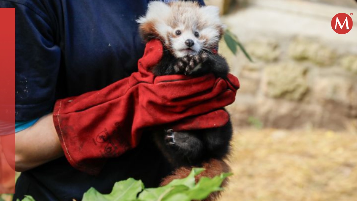 Roxie, bebé de panda rojo que murió por estrés causado por fuegos artificiales | Especial