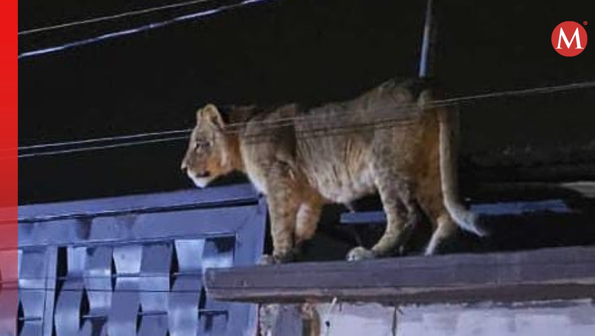 Captan a leona en casa de Ciudad Juárez; bomberos, policías y personal del Ejército la rescatan. | Gobierno municipal de Ciudad Juárez