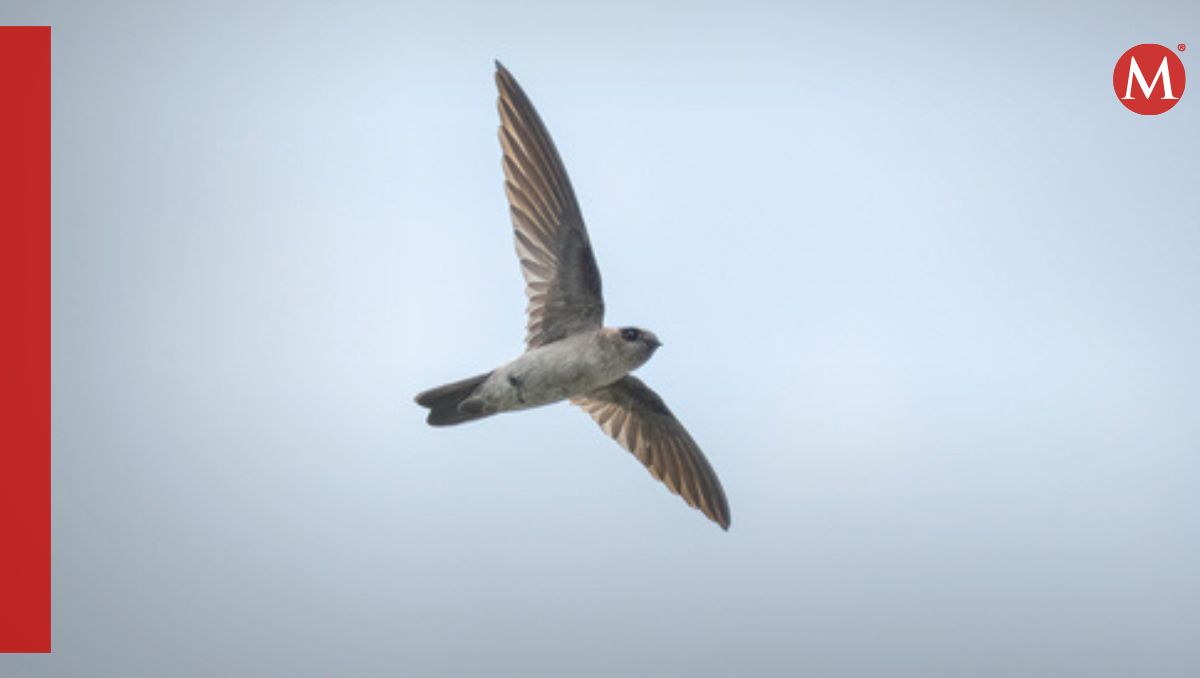 El vencejo de nido blanco ( Aerodramus fuciphagus ), también conocido como vencejo de nido blanco  | Foto: iNaturalist/AsimBKK