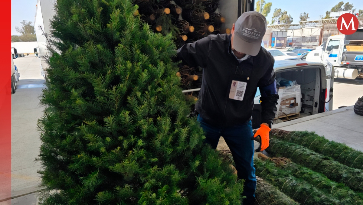 Campaña de revisión Tu árbol de Navidad. | Especial