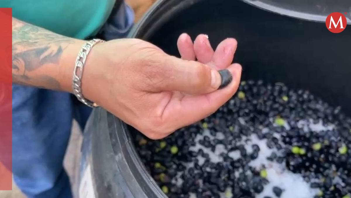 Productores denuncian a Xóchitl Flores por querer apropiarse de la Feria de la Aceituna. | Especial
