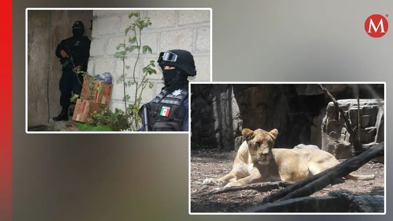 Autoridades aseguran refugio con animales exóticos en Edomex, hay 40 detenidos