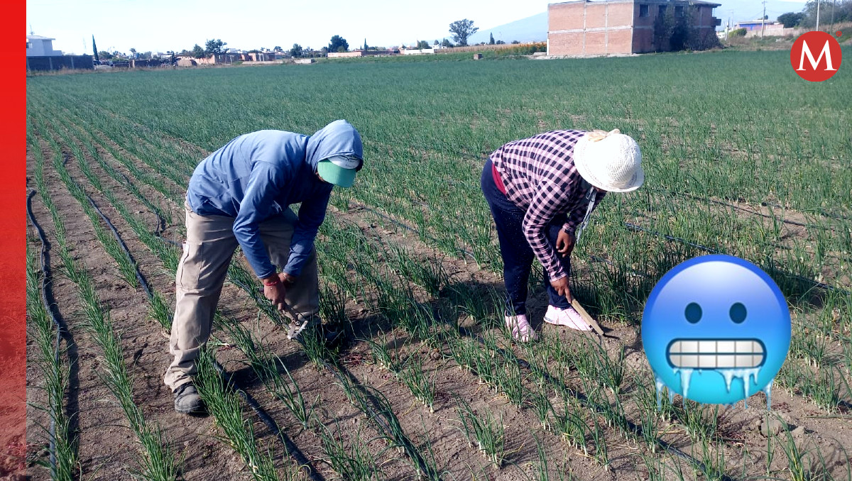Campesinos cholultecas estiman pérdidas del 80% por heladas | Leslie Mora