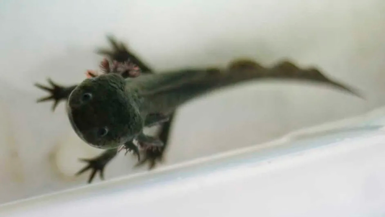 En CdMx, da inicio 'AdoptaAxolotl', programa para salvar al ajolote