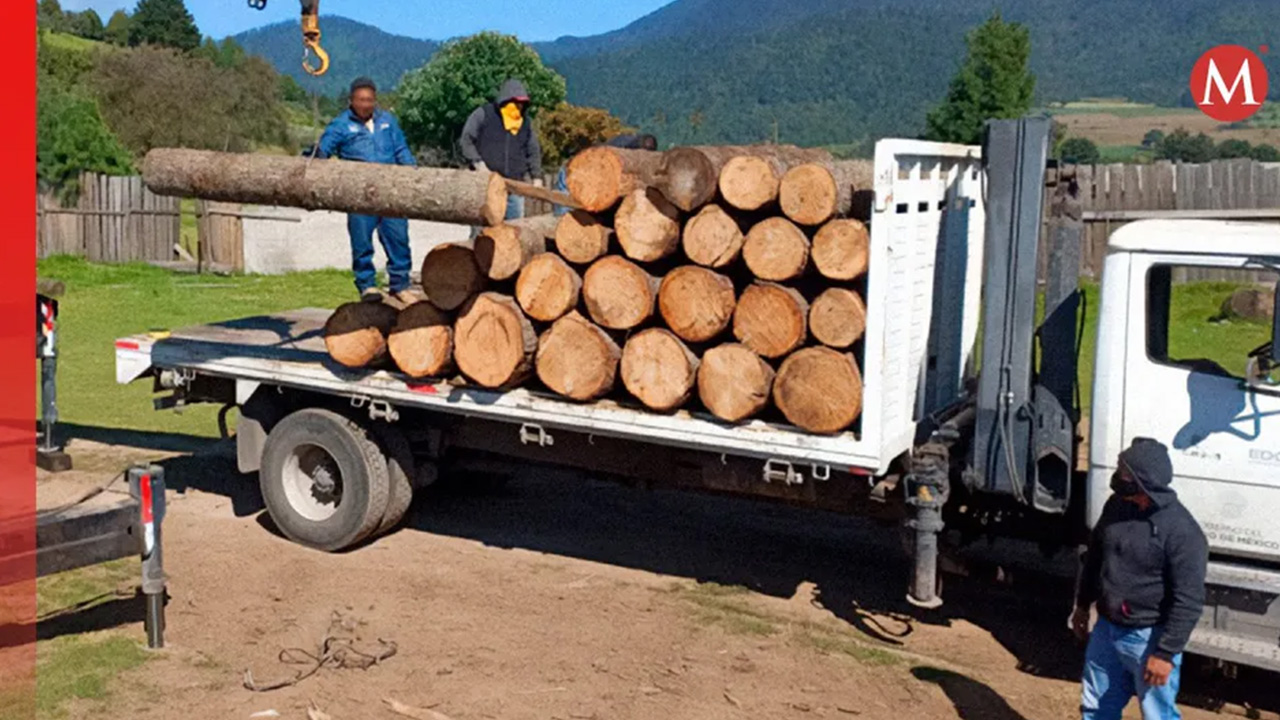 Profepa incauta 757 metros cúbicos de madera y clausura 12 aserraderos ilegales