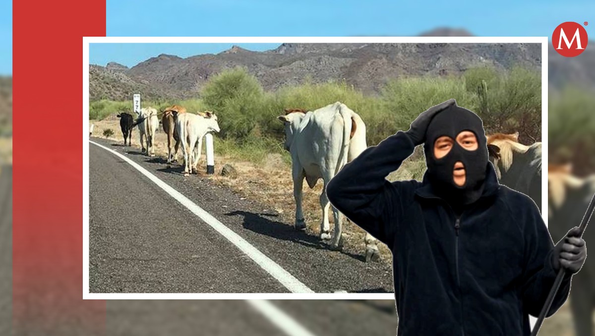 Roban ganado trasladado a Guanajuato y abandonan en carretera | Especial