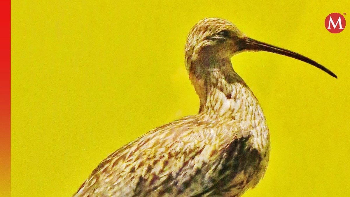 El zarapito de pico fino sería la tercera especie de la zona paleártica occidental en ser declarada extinta | Especial