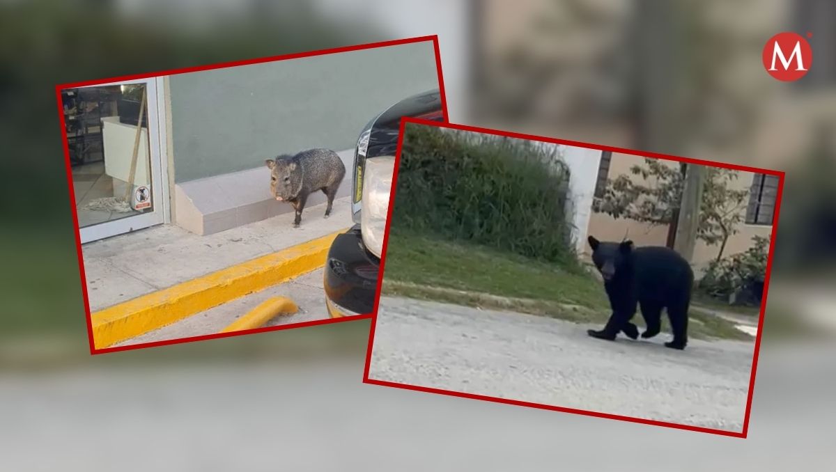 Avistamientos de animales salvajes en Zona Metropolitana de Monterrey / Archivo