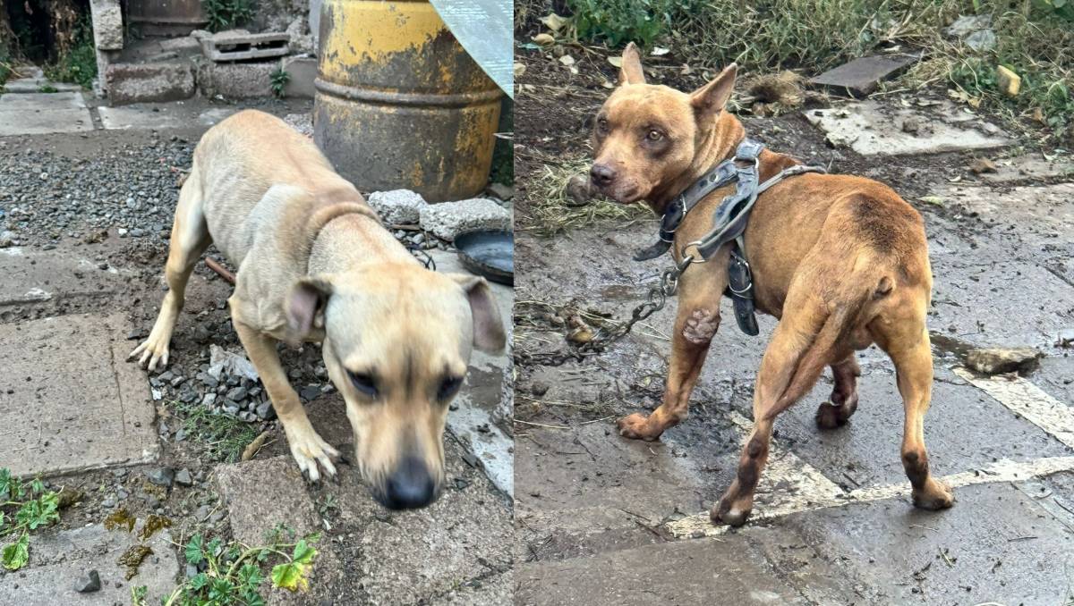 Cateo en Tecámac deja un detenido y rescatan a tres perros. Especial