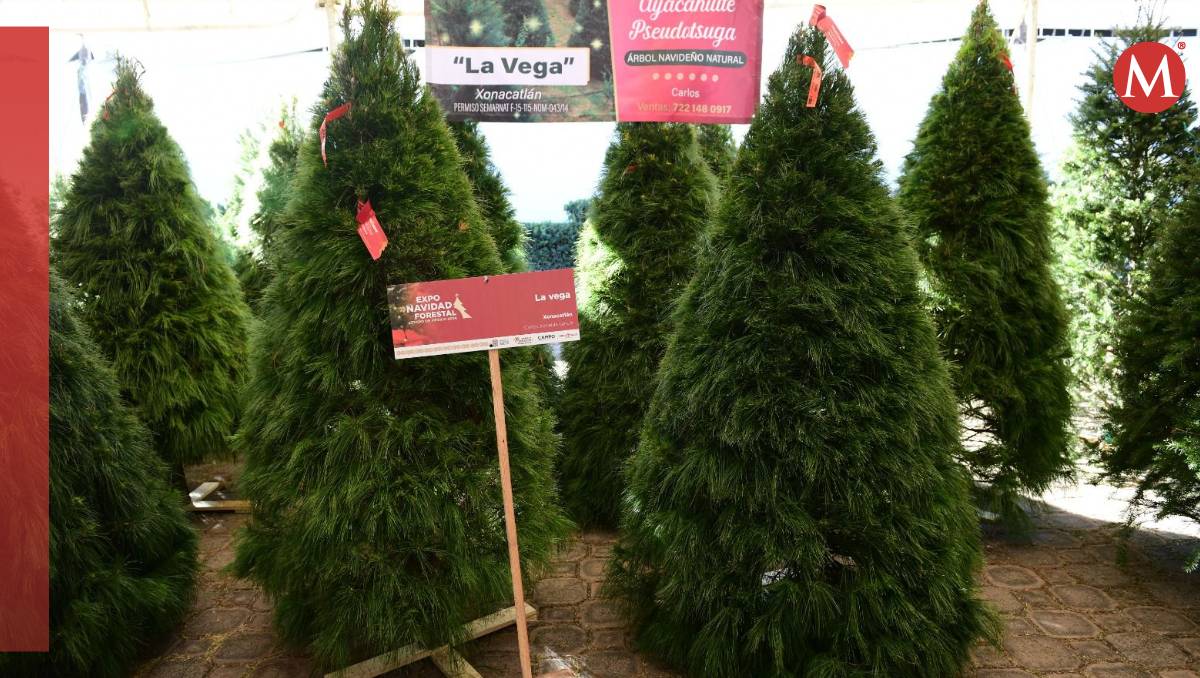El Edomex lidera la producción nacional de Árboles de Navidad, según la Secretaría del Campo. | Especial