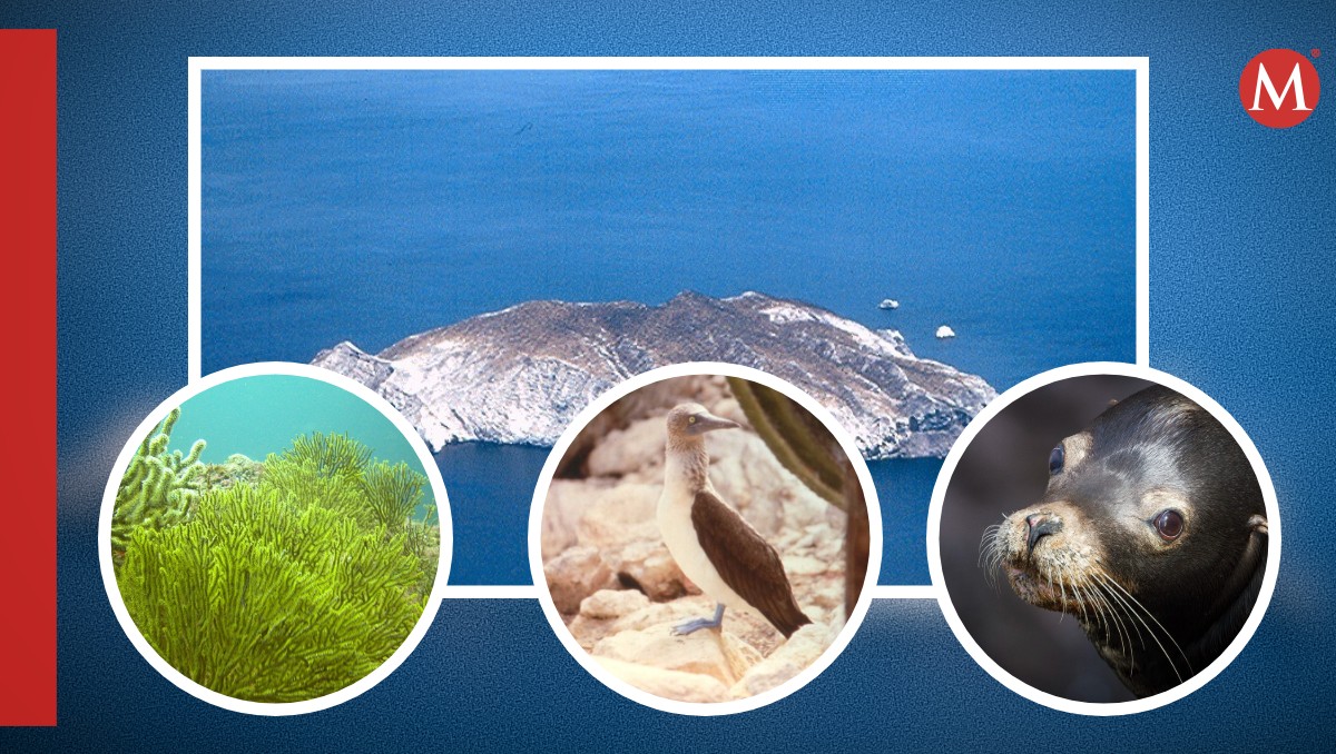 Reserva de la Biosfera Isla de San Pedro Mártir | Especial
