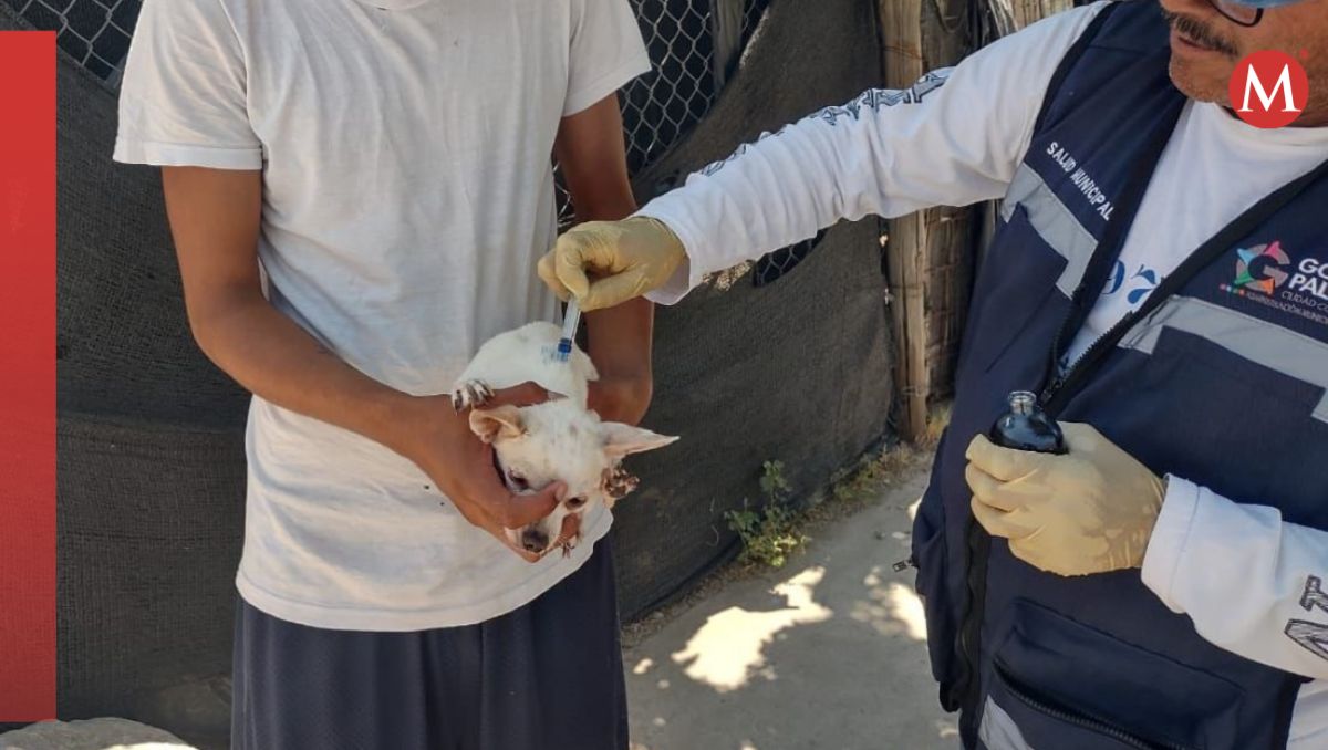 Vacunación a mascotas gratis en Gómez Palacio. | Especial