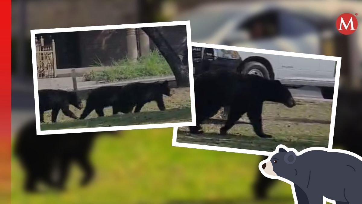 Captan familia de osos en colonia San Patricio en el municipio de San Pedro/ Especial