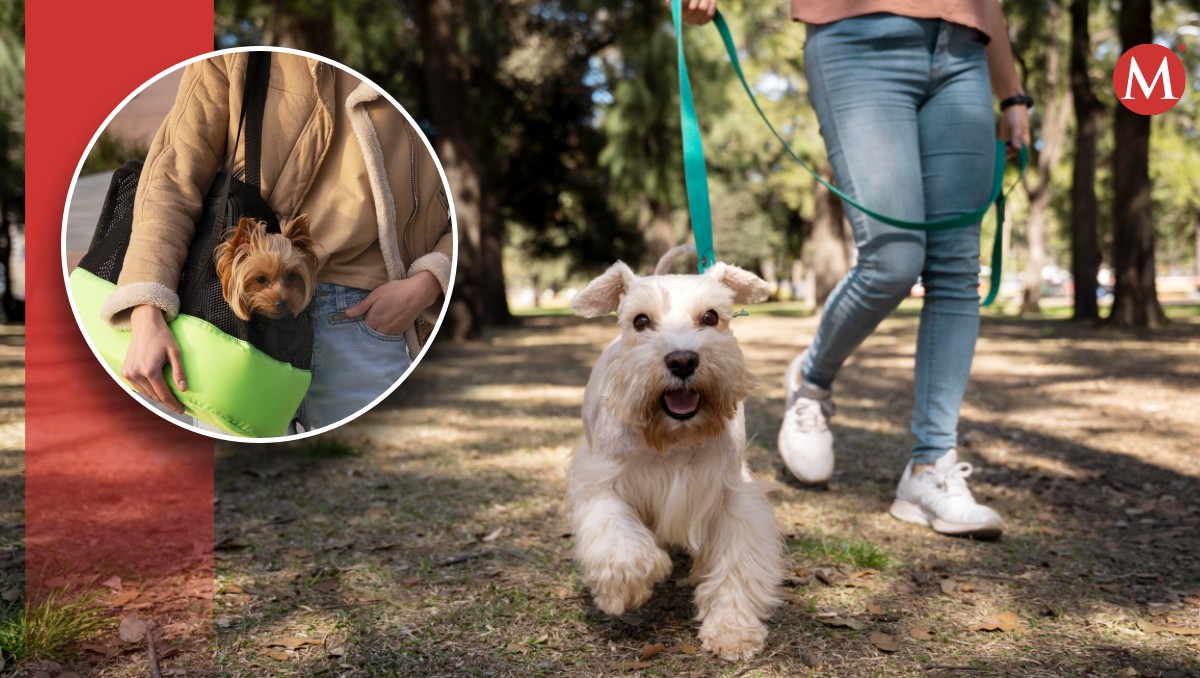 ¿Por qué es obligatorio sacar a pasear a tu perro para su bienestar?
