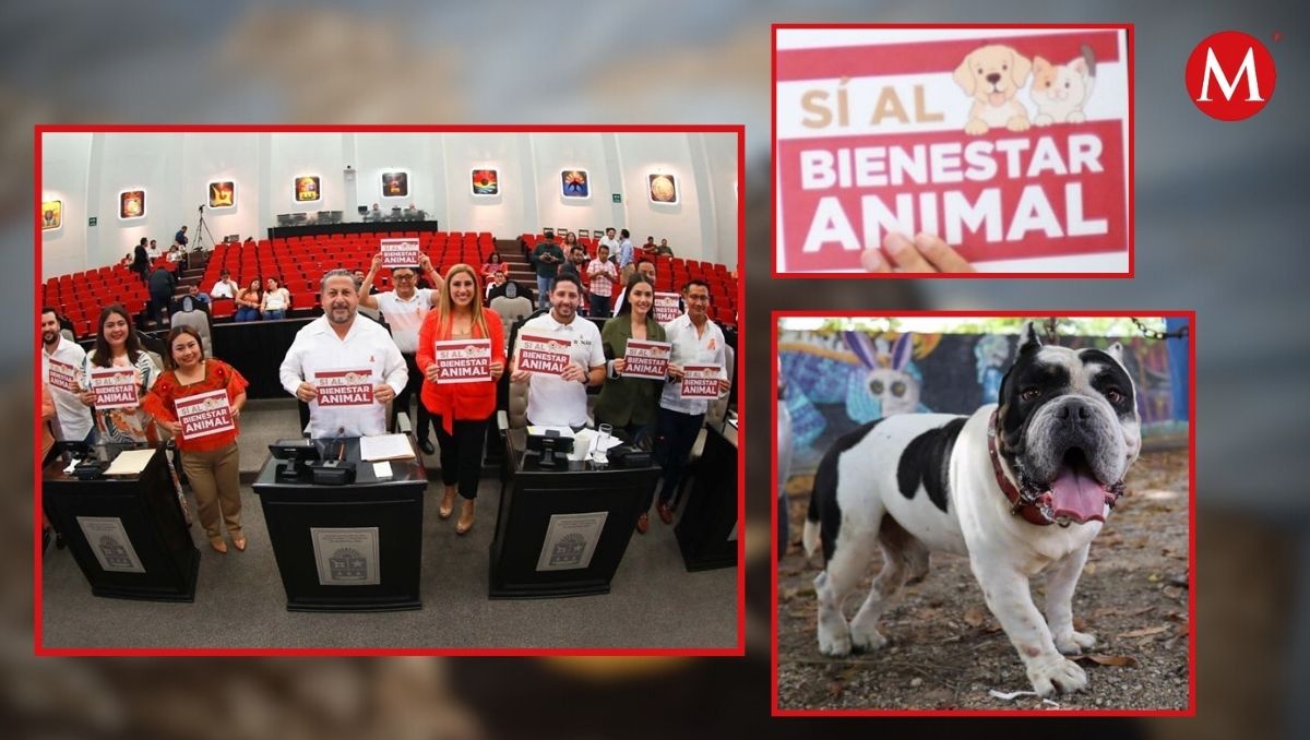 La reforma prohíbe el maltrato animal en su crianza, aprovechamiento y sacrificio para consumo humano. | Especial