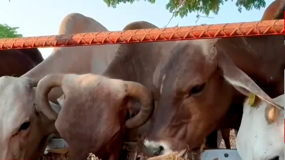 Activan alerta sanitaria en Oaxaca por presencia del gusano barrenador en ganado