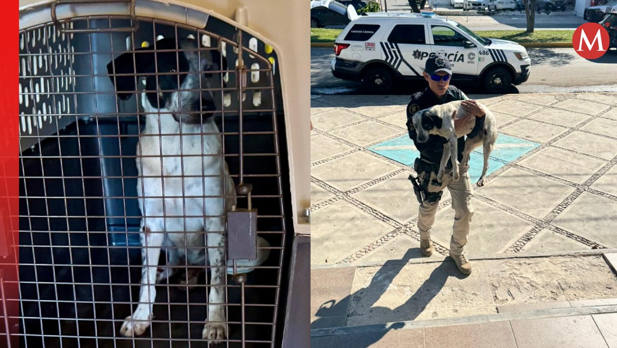 Detenido en Campeche por maltrato animal; arrastraba a una perrita amarrada a su motocicleta | Especial