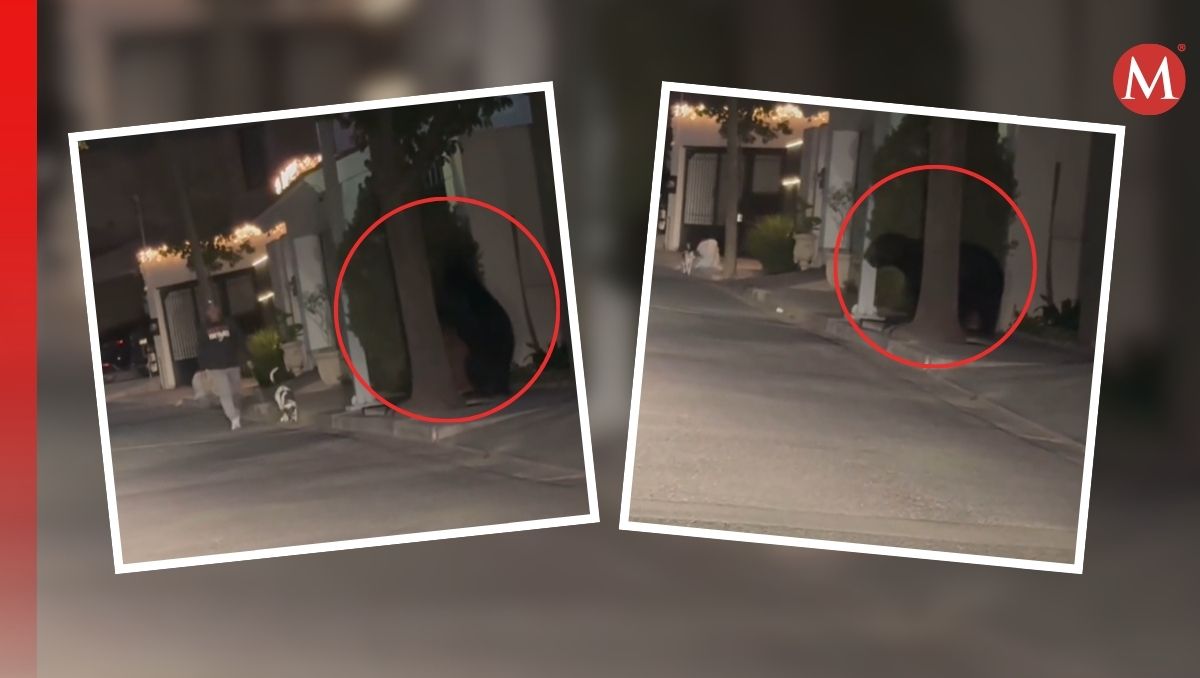 Oso se esconde y asusta a hombre con su perro en Monterrey / Especial.