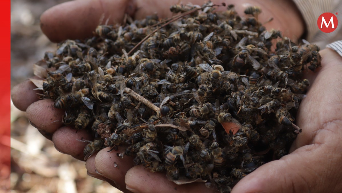 Sentencia histórica protege a abejas en Hopelchén: un triunfo maya | Especial