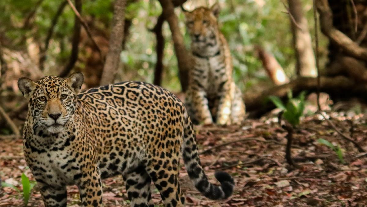 Día Internacional del Jaguar | Foto:WWF