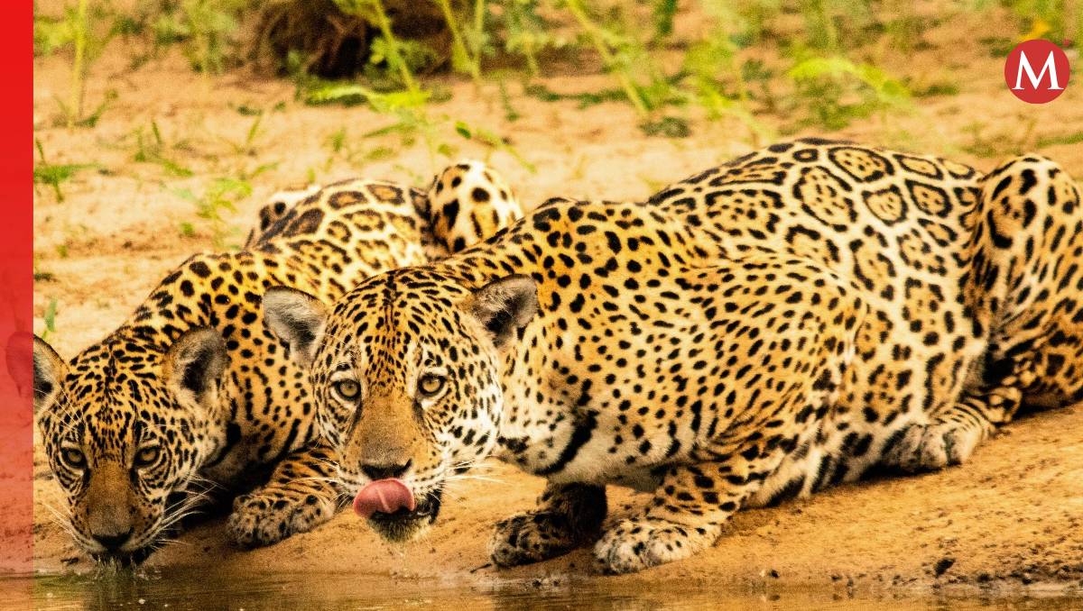 Hábitat del jaguar en América Latina | Foto: WWF