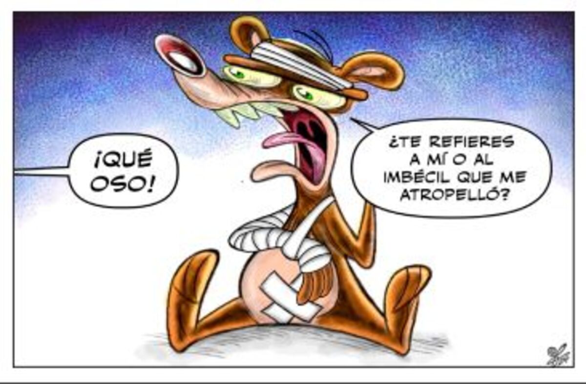 Los osos de NL