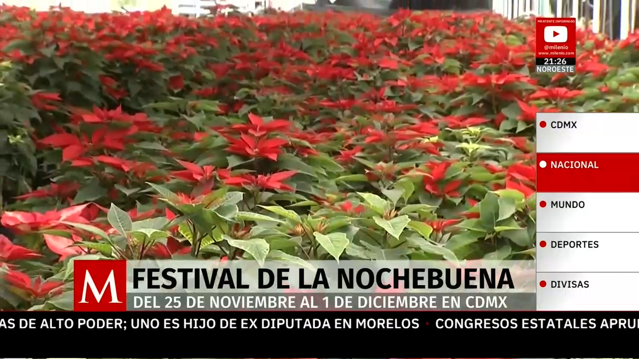 El Festival de la Nochebuena llena de color las calles de la Ciudad de México